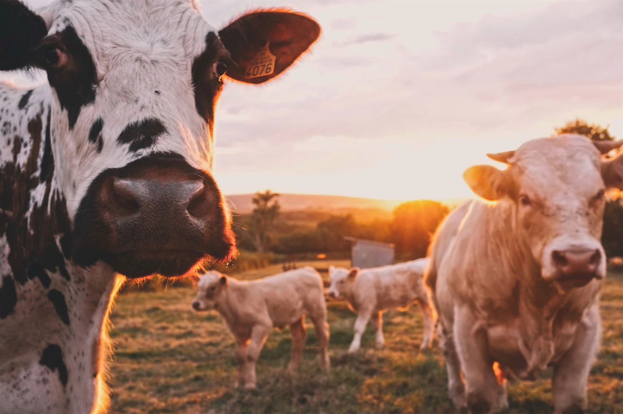 Farm Credit Financing in Atlanta, GA